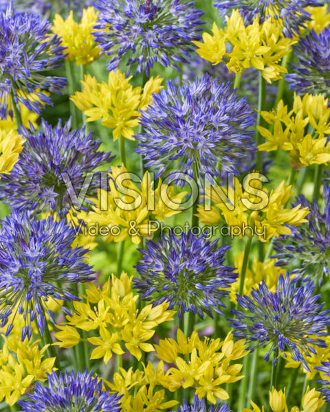 Allium moly Jeannine, Allium litvinovii Blue Monday