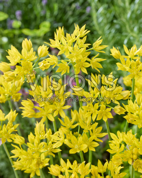 Allium moly Jeannine Allium moly Jeannine