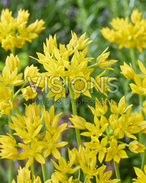 Allium moly Jeannine