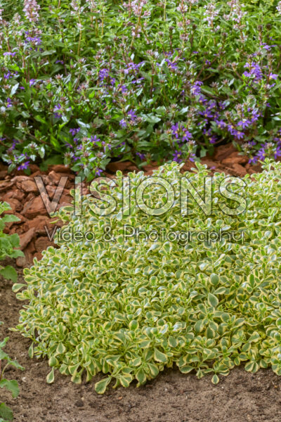 Sedum spurium Little Gecko