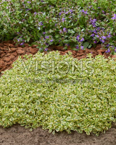 Sedum spurium Little Gecko