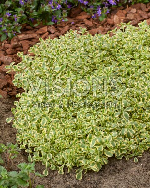 Sedum spurium Little Gecko