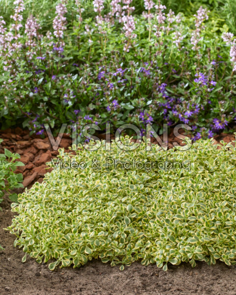 Sedum spurium Little Gecko
