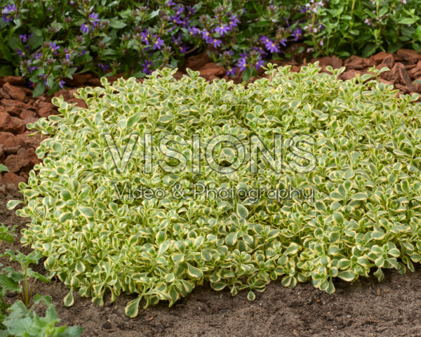 Sedum spurium Little Gecko Sedum spurium Little Gecko