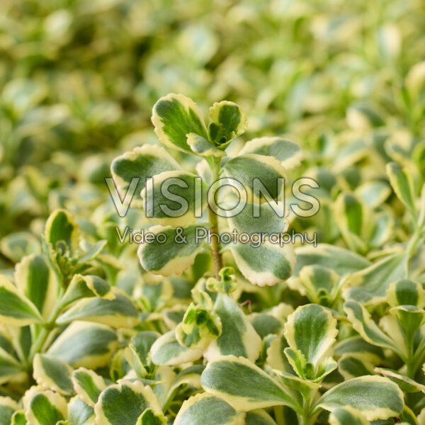 Sedum spurium Little Gecko