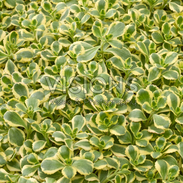 Sedum spurium Little Gecko