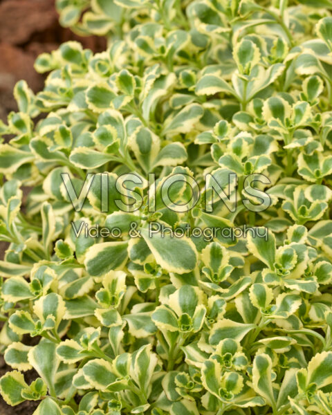 Sedum spurium Little Gecko