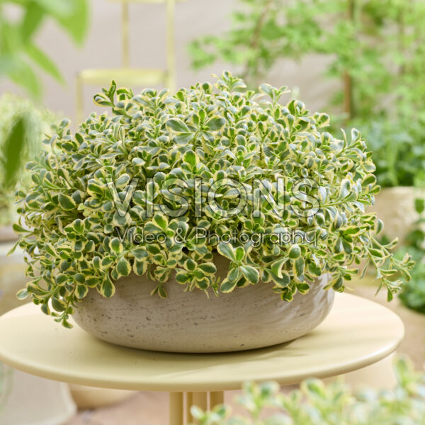 Sedum spurium Little Gecko