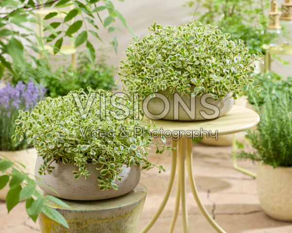 Sedum spurium Little Gecko
