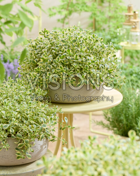 Sedum spurium Little Gecko Sedum spurium Little Gecko