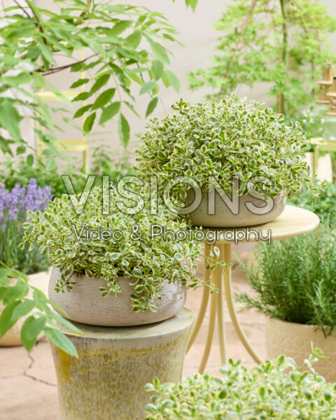 Sedum spurium Little Gecko