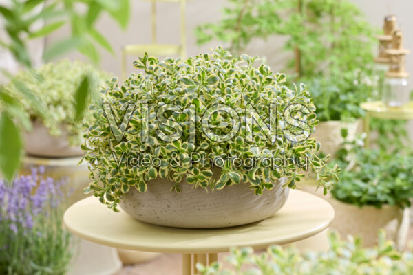 Sedum spurium Little Gecko