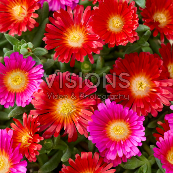 Delosperma Next Level Red and Magenta