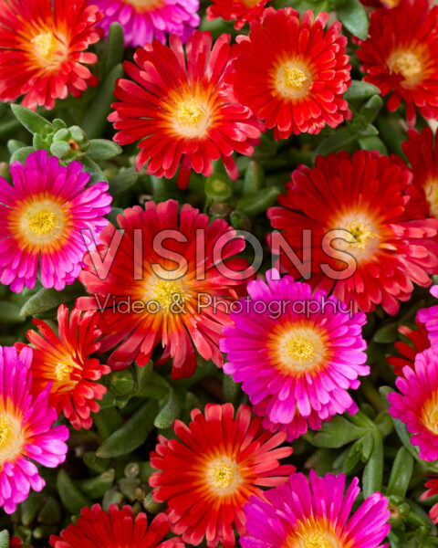 Delosperma Next Level Red en Magenta