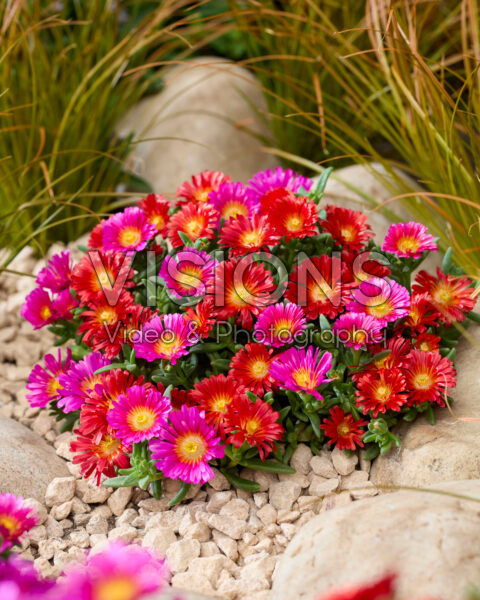 Delosperma Next Level Red and Magenta Delosperma Next Level Red and Magenta