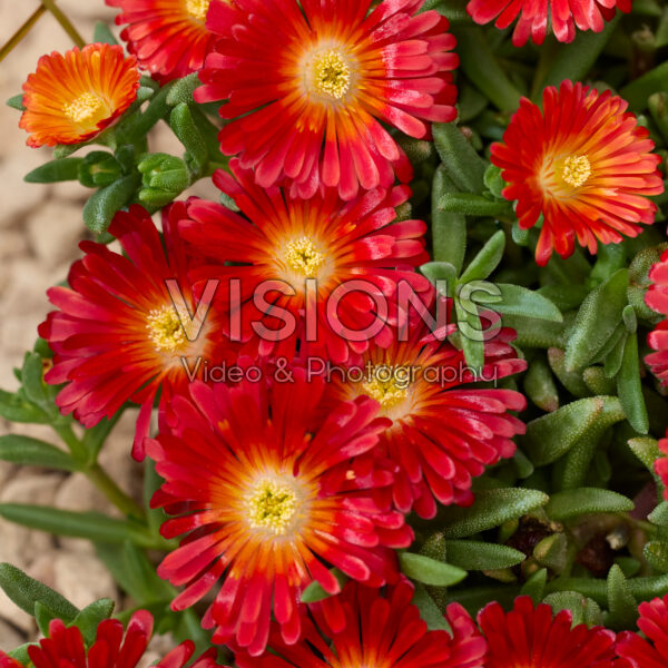 Delosperma Next Level Red
