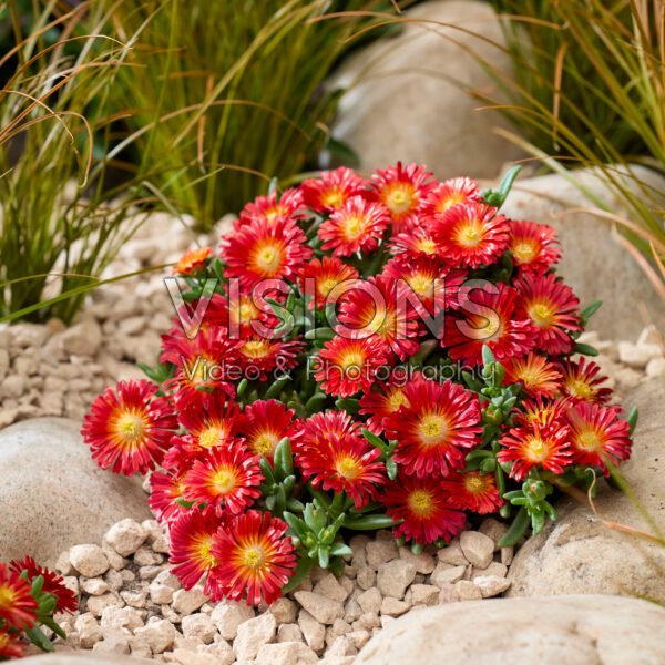 Delosperma Next Level Red