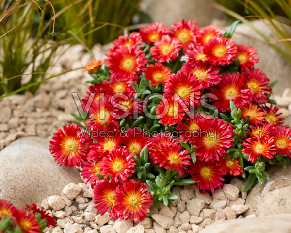Delosperma Next Level Red