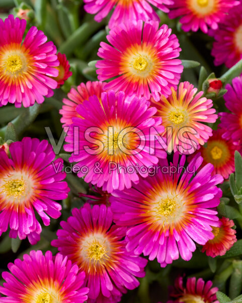 Delosperma Next Level Magenta Delosperma Next Level Magenta