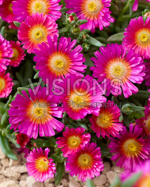 Delosperma Next Level Magenta