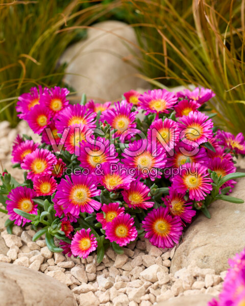 Delosperma Next Level Magenta