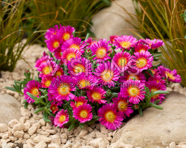 Delosperma Next Level Magenta