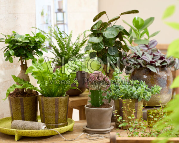 Kamerplanten collectie Kamerplanten collectie
