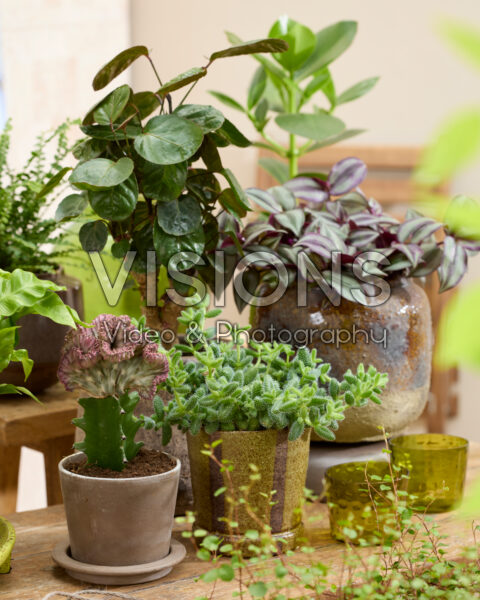 Indoor plant collection Indoor plant collection