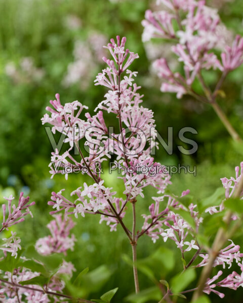 Syringa meyeri Palibin