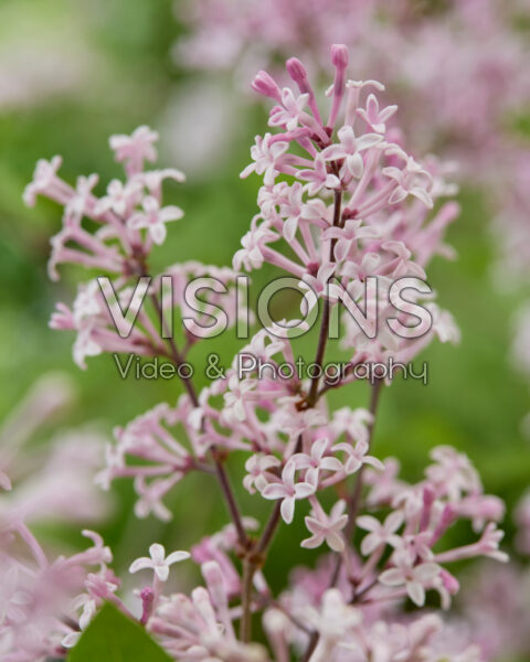 Syringa meyeri Palibin Syringa meyeri Palibin