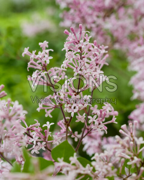 Syringa meyeri Palibin