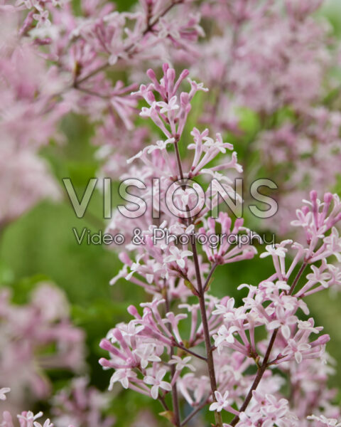 Syringa meyeri Palibin