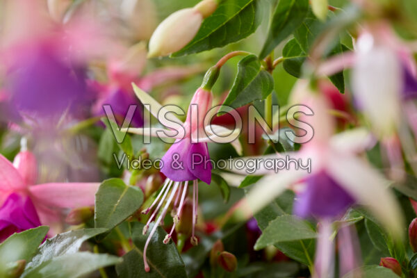 Fuchsia