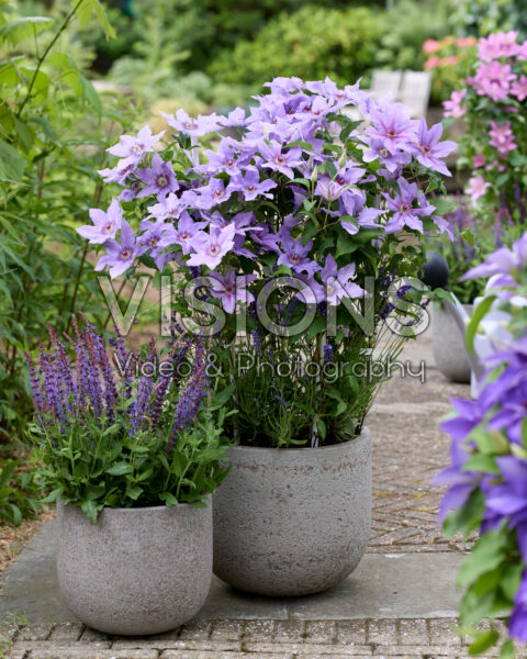 Clematis Tumaini™