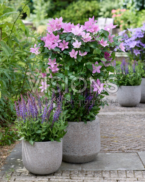 Clematis Bridgewater™