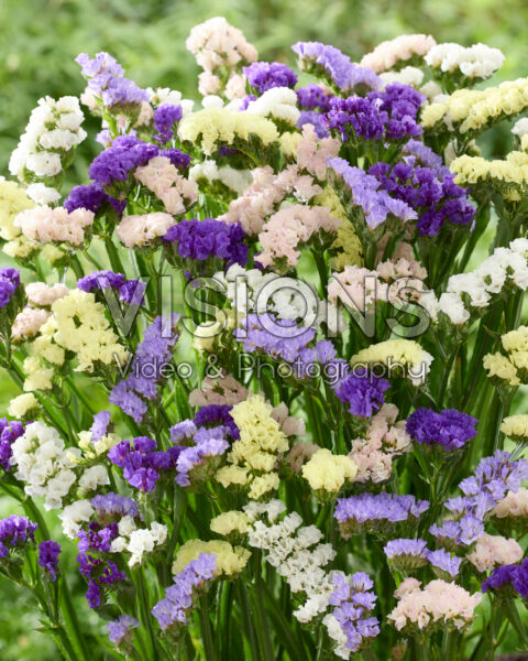 Limonium sinuatum mix