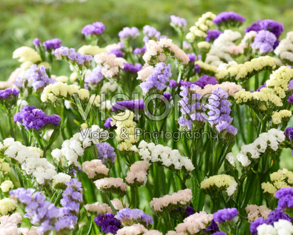 Limonium sinuatum mix Limonium sinuatum mix