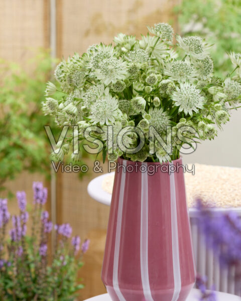 Astrantia major Shaggy