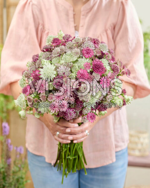 Gemengde Astrantia bloemen