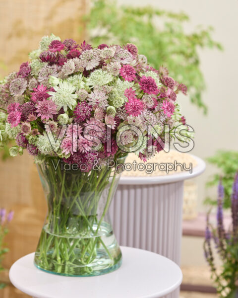 Gemengde Astrantia bloemen Gemengde Astrantia bloemen