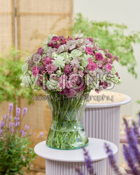 Gemengde Astrantia bloemen