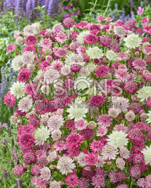 Astrantia Mixed
