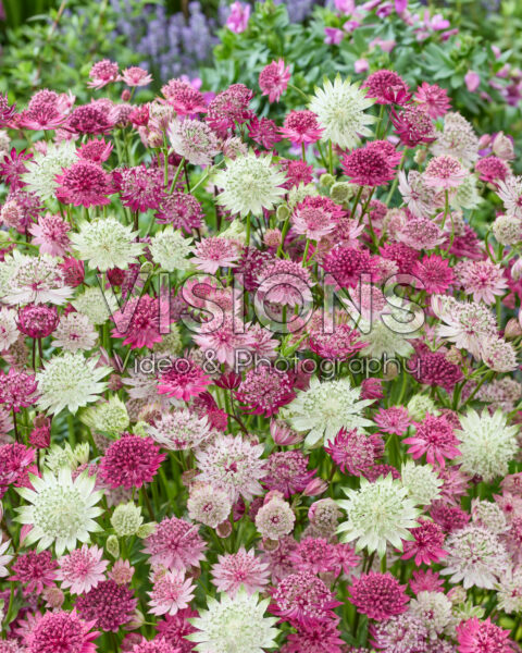 Astrantia Mixed