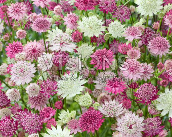 Astrantia Mixed