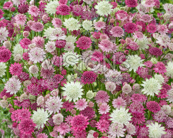 Astrantia gemengd