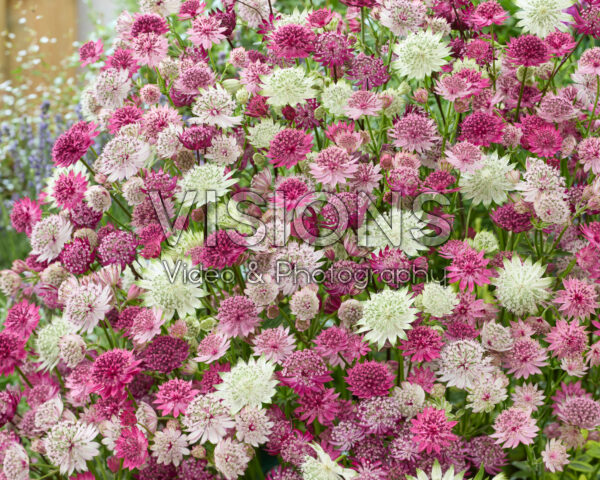 Astrantia gemengd Astrantia gemengd