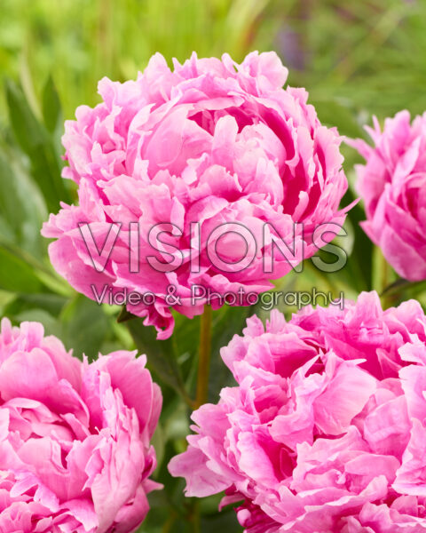 Paeonia Jacorma Paeonia Jacorma
