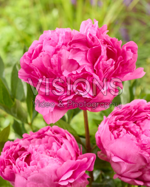 Paeonia Glory Hallelujah