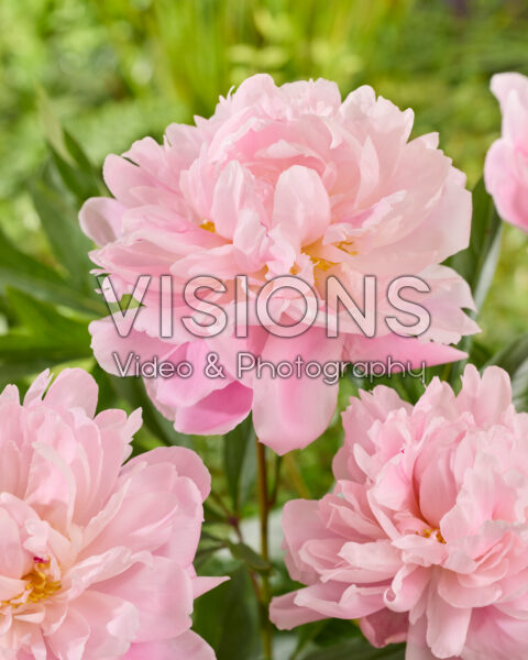 Paeonia Germaine Bigot