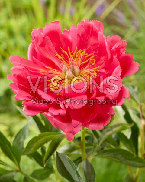 Paeonia Raspberry Charm Paeonia Raspberry Charm